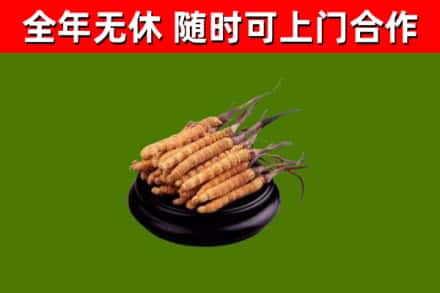 彭阳烟酒回收冬虫夏草.jpg
